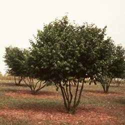 Truffle Hazel - Tuber uncinatum